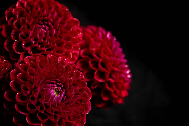 istock Vibrant Red dahlias Flowers on Black Background 2193249535