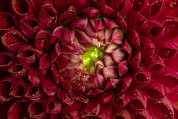 istock Macro of red Dahlia Flower Petals with Dew Drops. Selective focus 2193249686