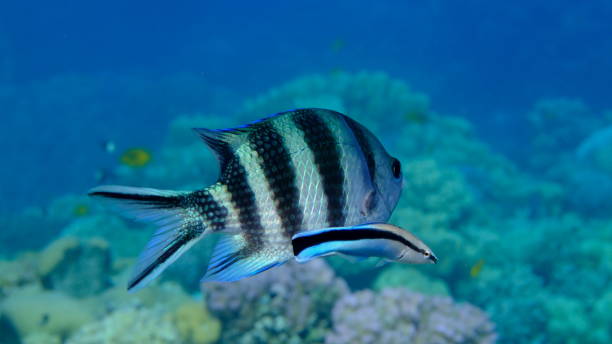 istock Scissortail sergeant (Abudefduf sexfasciatus) and cleaner wrasse (Labroides dimidiatus) 2193251729