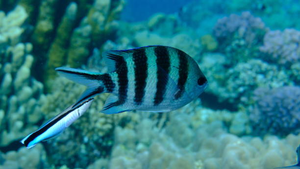 istock Scissortail sergeant (Abudefduf sexfasciatus) and cleaner wrasse (Labroides dimidiatus) 2193251736