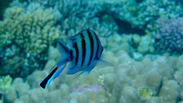 Scissortail sergeant (Abudefduf sexfasciatus) and cleaner wrasse (Labroides dimidiatus)