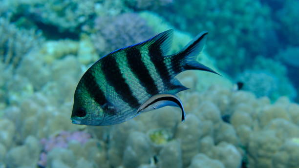istock Scissortail sergeant (Abudefduf sexfasciatus) and cleaner wrasse (Labroides dimidiatus) 2193251756