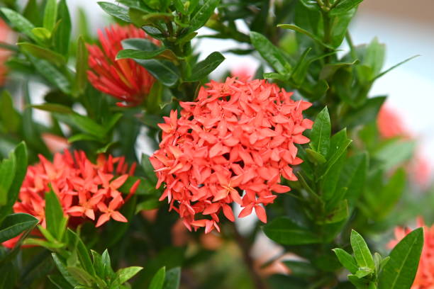 istock A big bunch of red flowers 2193251772