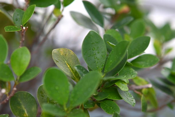 istock The green leaves of trees 2193251775