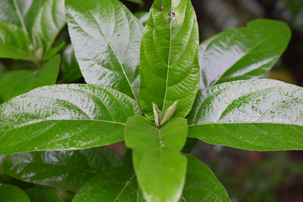 istock The green big leaves of the tree 2193251831