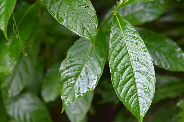 istock The green big leaves of the tree 2193251840