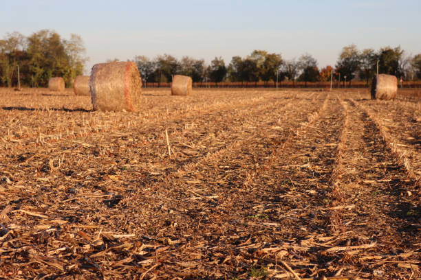 bale of straw in the field.