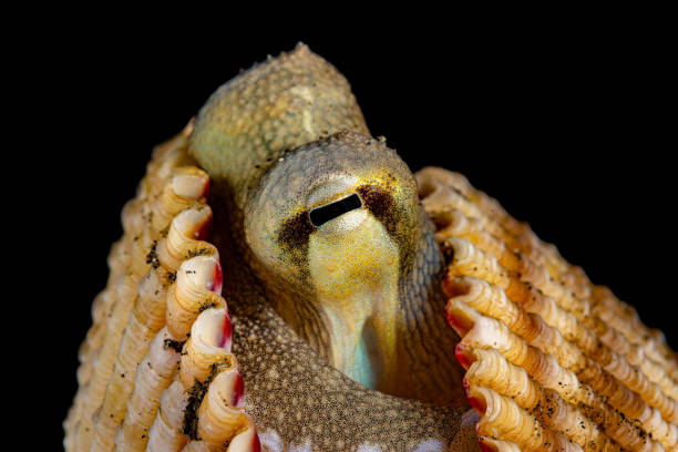 Veined Octopus or Coconut Octopus Amphioctopus marginatus (ex. Octopus marginatus) occurs in temperate and tropical waters of the Indo-West Pacific in a depth range from 0 to 190 m, max. length 30cm, mantle length 10cm, max. weigth 400g. The Veined Octopus can bury itself in sand or mud. They also exhibit a curious behaviour adaption of using discarded clam shells and halves of coconut shells for protection. Sandy and muddy habitats the octopus inhabits leave itself little protection from passing predators. Discarded halves of coconut shells are common in waters near human settlements throughout Indonesia. When two halves fit together, the halves make a perfect refuge difficult for predators to open. Amphioctopus marginatus lays up to 100 000 small eggs which hatch into tiny planktonic young. These young are carried in ocean currents, accounting for its wide distribution. This specimen in a bivalve shell was encountered in the Lembeh Strait, Indonesia 1°28'56.3943 N 125°15'15.59 E at 15m depth
