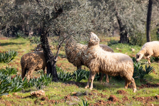 Sheep grazing in the garden