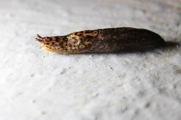 istock European Tiger Slug - Limax maximus 2193253632