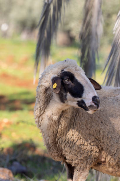Sheep grazing in the garden
