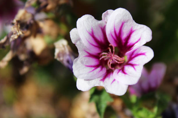 Beautiful purple wild mallow flower