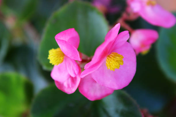 istock Beautiful Begonia flowers with pink petals 2193253881