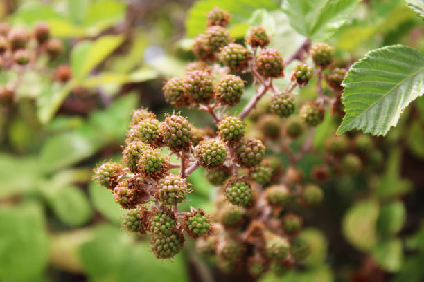 Lots of green wild blackberries
