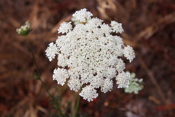 Wild Carrot Flowers - Daucus carota