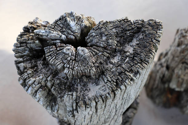 Rough textured circular cut from old wood, destroyed by time, rain and wind on the seashore.