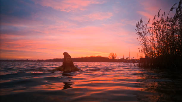 Dusk Swim: Woman's Head with Winter Hat Floating Serenely in a Twilight Lake