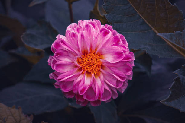 istock beautiful pink flower in the garden in springtime 2193254700