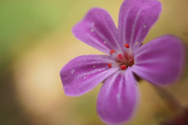 istock beautiful pink flower in the garden in springtime 2193254702