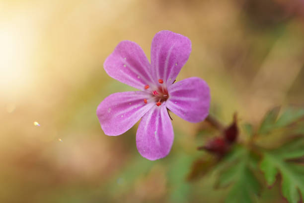 A tiny wildflower blooming on a forest floor. Shot with a Canon 5D Mark IV.