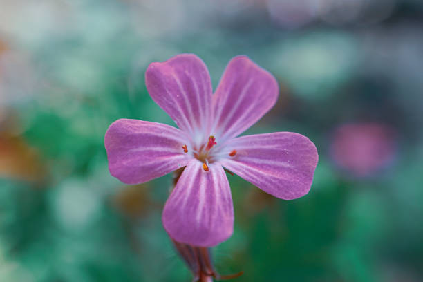 beautiful anemone flowers in the mountains in winter in Northern Cyprus 7