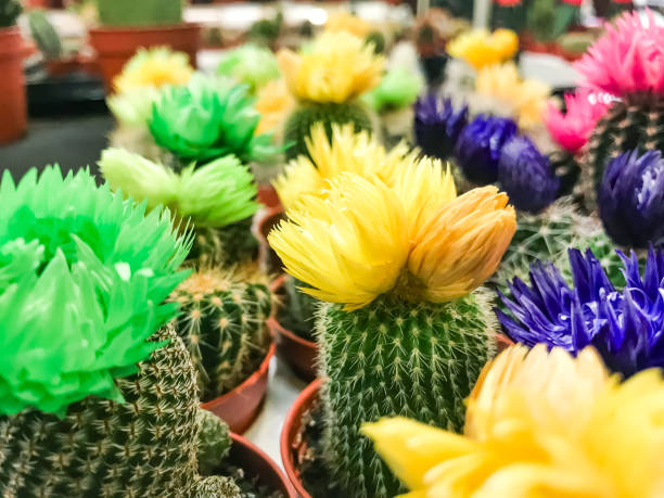 Bunch of colorful cacti in pots. The cacti are in various colors, including green, yellow, and purple. The pots are arranged in a row, and the cacti are placed in them