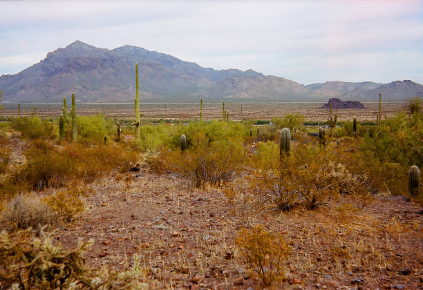 The Vast Sonora desert Pichaco Peak in central Arizona USA on a early Spring morning Pichaco Peak State Park on film