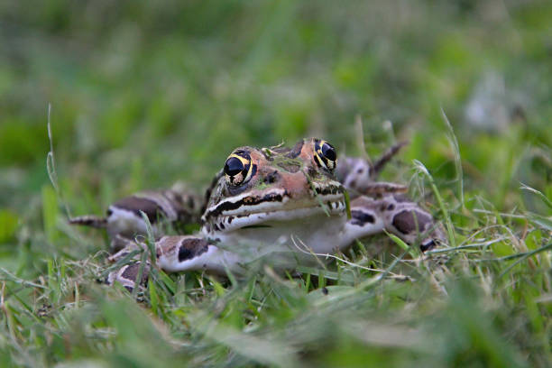 Birds Eye View of a Northern Leopard Frog on Gravelly Road Beside a Marsh Area