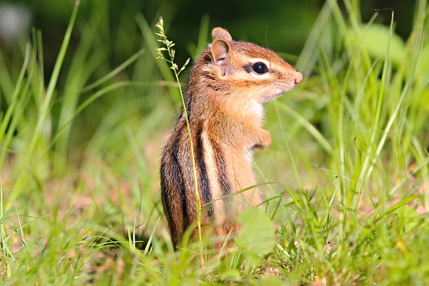 istock Eastern Chipmunk Surveys From The Porch Outside His Den 2193256803