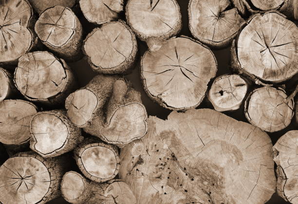 istock Wood Logs Texture Top View Sepia Tone Rustic Photography 2193256876