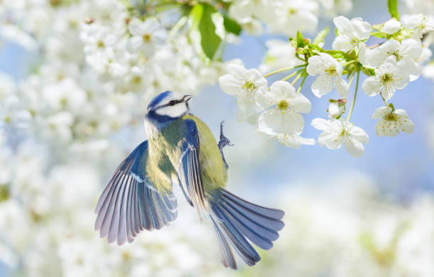 istock Little bird flies over blossom cherry tree with white flowers. Blue tit, Parus caeruleus 2193259196