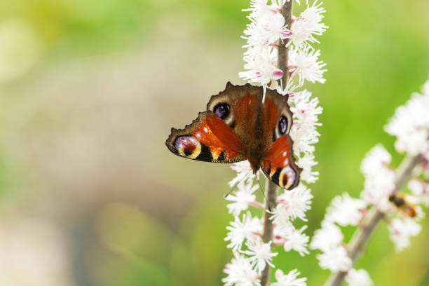 Peacock butterfly on a flower of the butterfly bush (Aglais io)