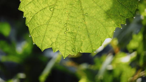 istock Leaf Green Closeup Fresh Bright Natural Vivid Lush Dewy Beautiful 2193260109