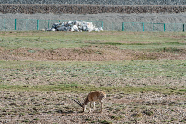 A Tibetan antelope foraging in the wilderness on a sunny day