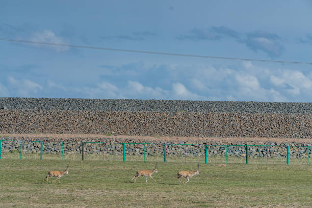 A group of Tibetan antelopes in the wilderness on a sunny day
