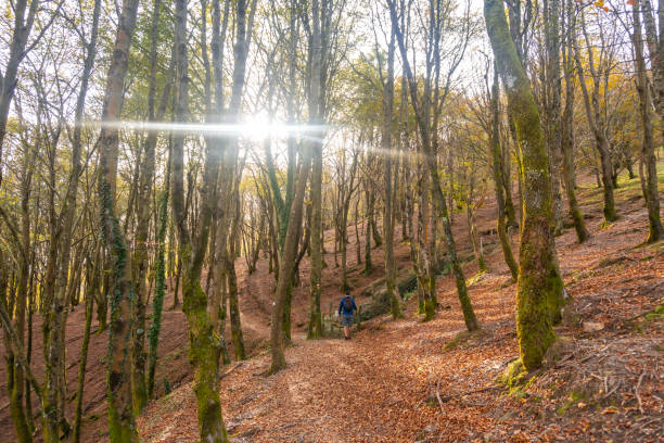 istock Hiker walking on a path covered with fallen leaves in the aiako harria mountains 2193261072