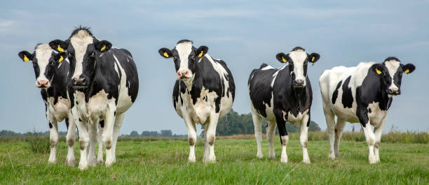 Group of cows front view on a row in a field, curious looking at the camera and a blue sky