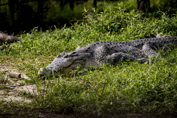 istock Saltwater crocodile sunbathing under the sun in Taiping Zoo 2193262015