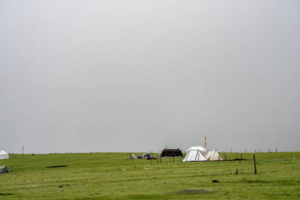 Cloudy weather, herds of cattle and sheep on mountain grasslands