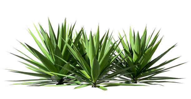 istock Isolated greenery shrubs plants garden on white backgrounds 3d render 2193265336