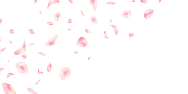 istock Pastel pink flower petals fall on abstract floral background with beautiful petal greeting card design. Vector illustration 2193265451