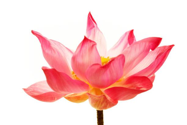 istock Beautiful Pink Lotus Flower in Full Bloom on White Background 2193266151
