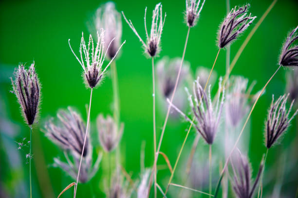 Close-up Red grass growing in nature background
