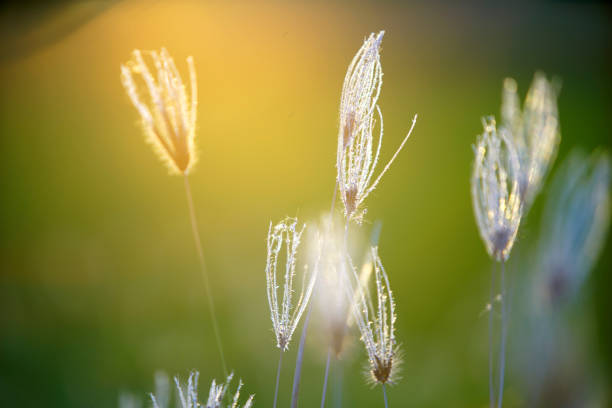 A close-up view of delicate wild grass blades adorned with sparkling morning dew, illuminated by gentle sunlight. Perfect for nature-themed projects.