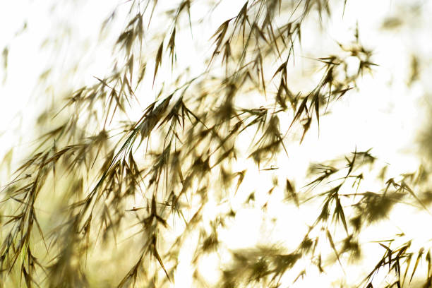 Field of grass during sunset. Selective focus
