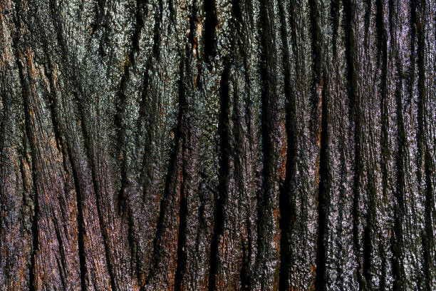 Close-up view of a textured dark bark surface, showcasing intricate natural patterns and rich colors that highlight the beauty of organic materials in nature.