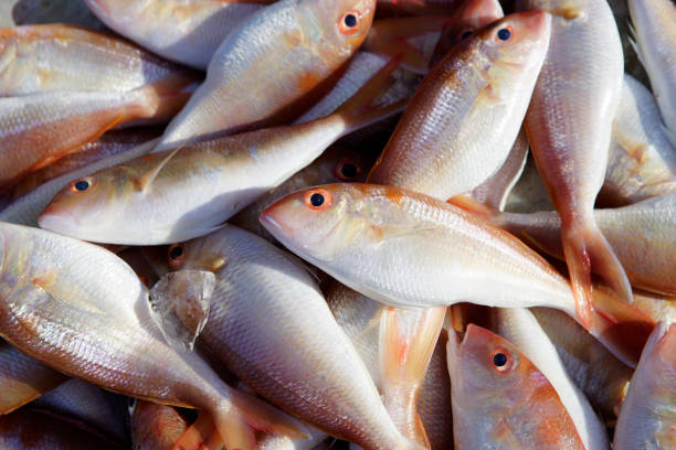 A vibrant collection of freshly caught fish displayed at a local market, showcasing their unique textures and colors, perfect for culinary inspiration and healthy eating.
