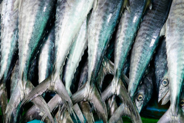 istock Freshly Caught Fish Displayed in a Vibrant Market Setting 2193266373