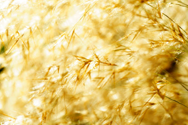 Close-up image of golden grass blades illuminated by soft natural light, showcasing intricate textures and details in a serene outdoor setting. Perfect for nature lovers.