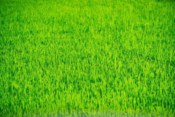 A vibrant green rice field thrives under a sunny sky, showcasing the beauty of rural agriculture. This image captures the essence of nature's lush growth and vitality.